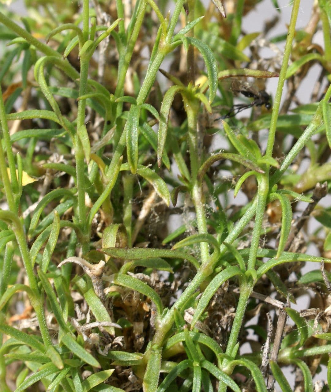 Silene saxifraga 18