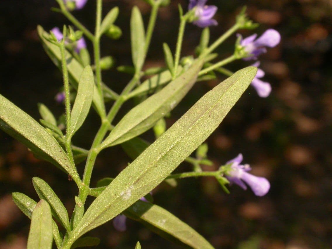 Narrowleaf bluecurls 3
