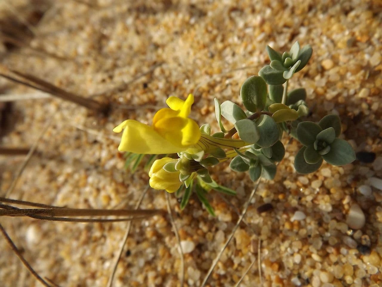 Linaria 3