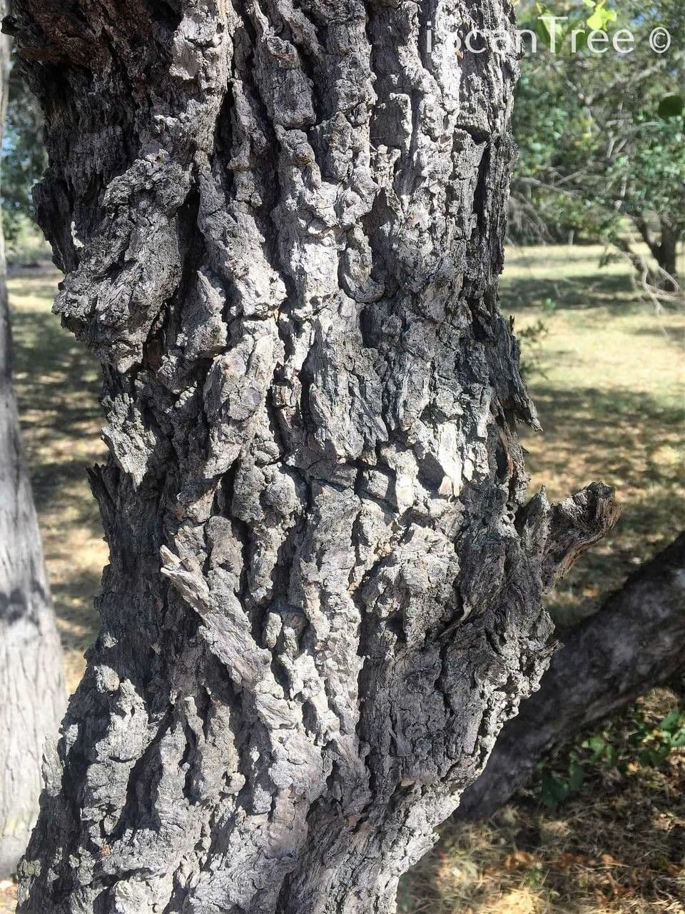 Ormocarpum 25