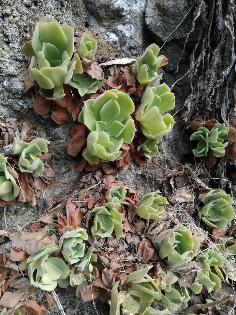  Aeonium canariense 7