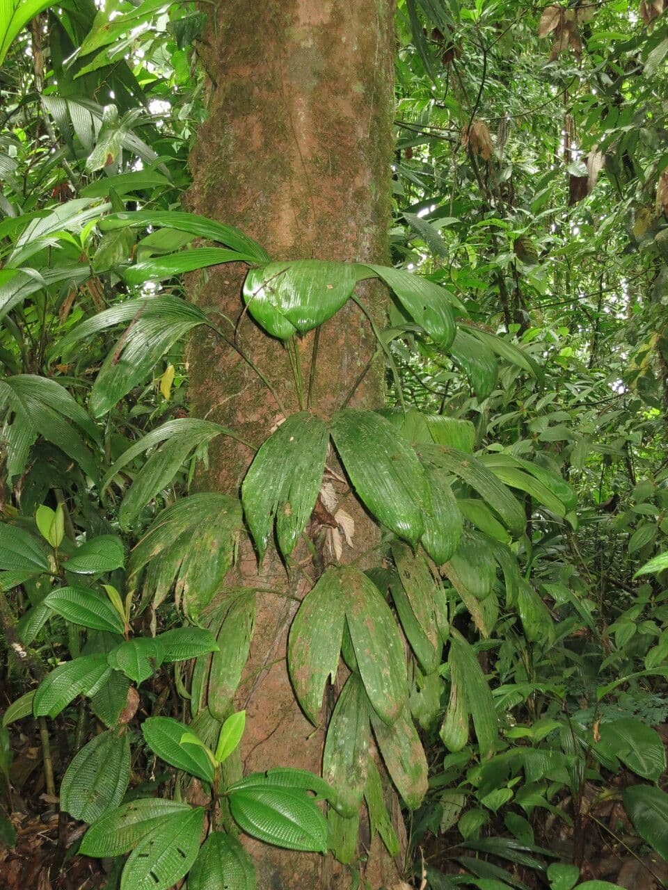 Evodianthus 14