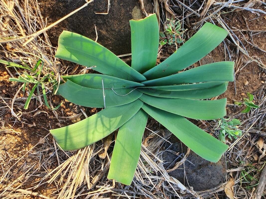 Ammocharis 13