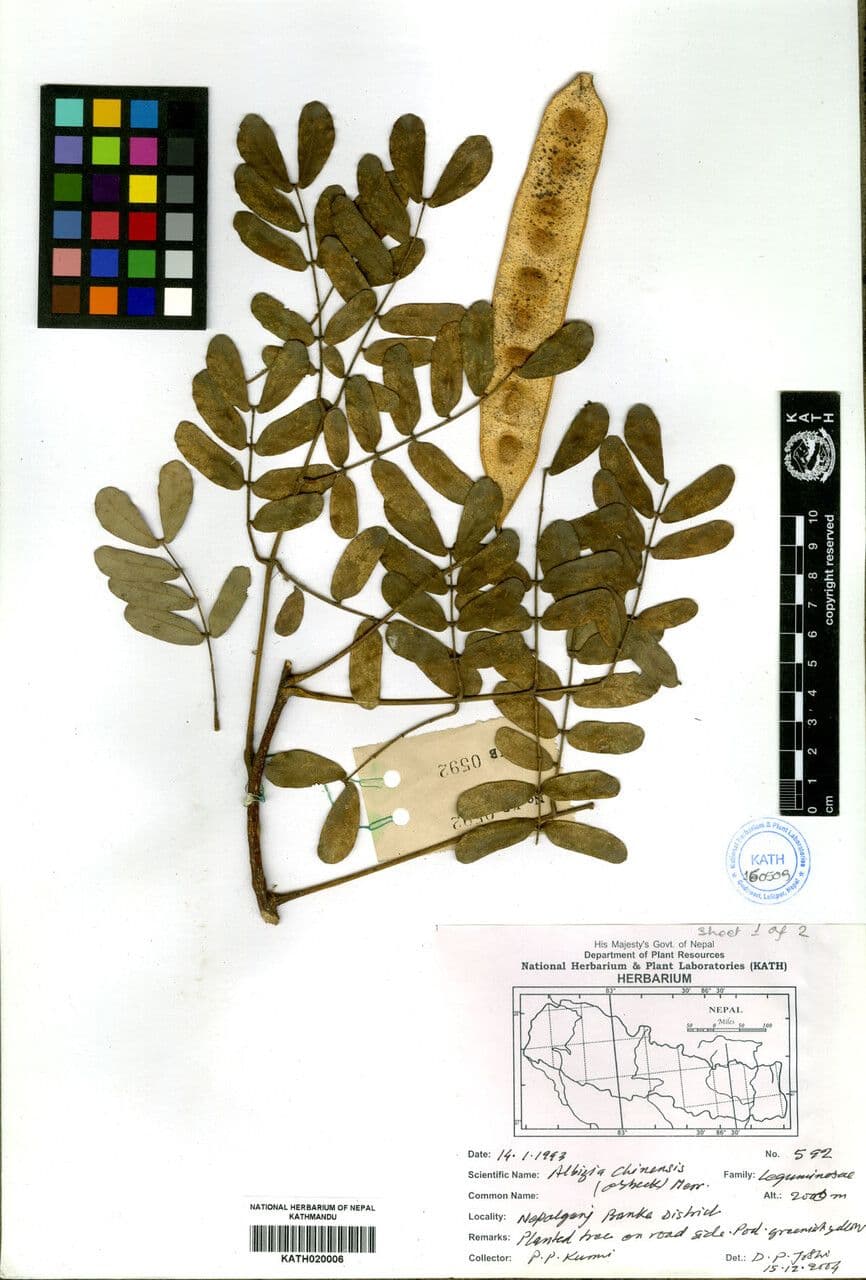 China-Seidenbaum 4