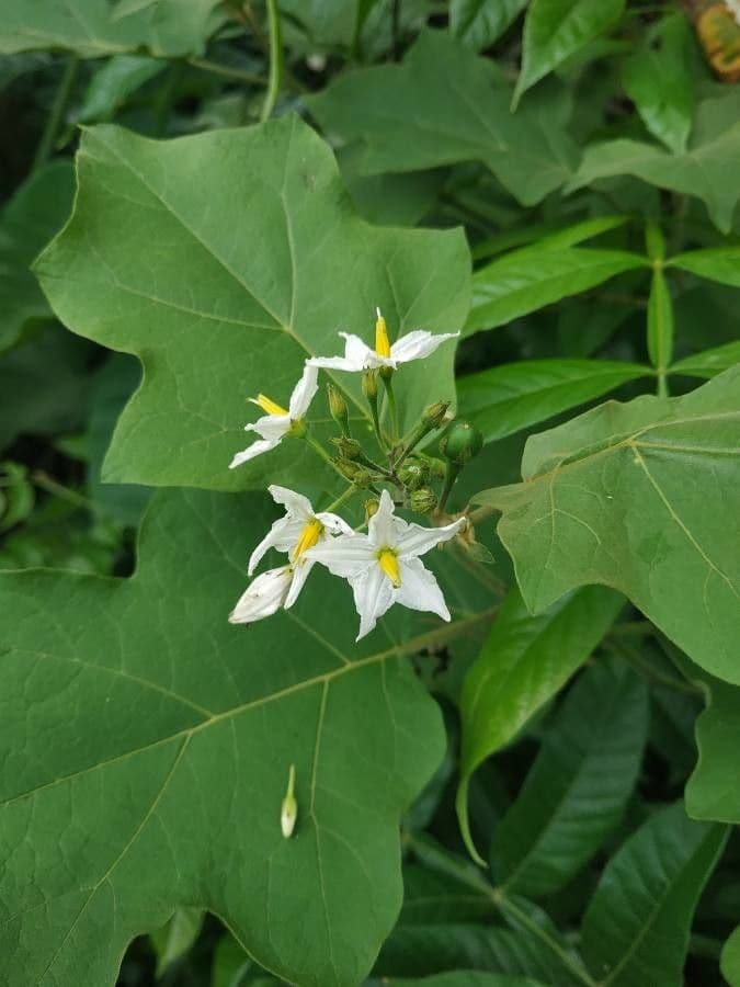 Solanum 7