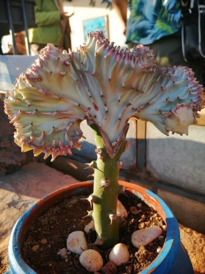 Euphorbe candélabre 17