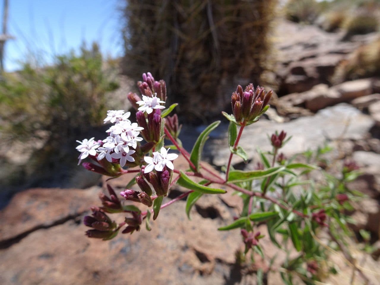 Stevia 2
