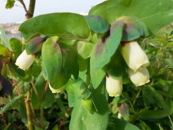 Cerinthe maggiore 30