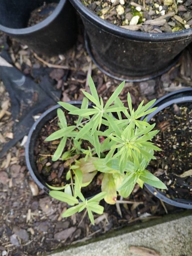 Coreopsis 14