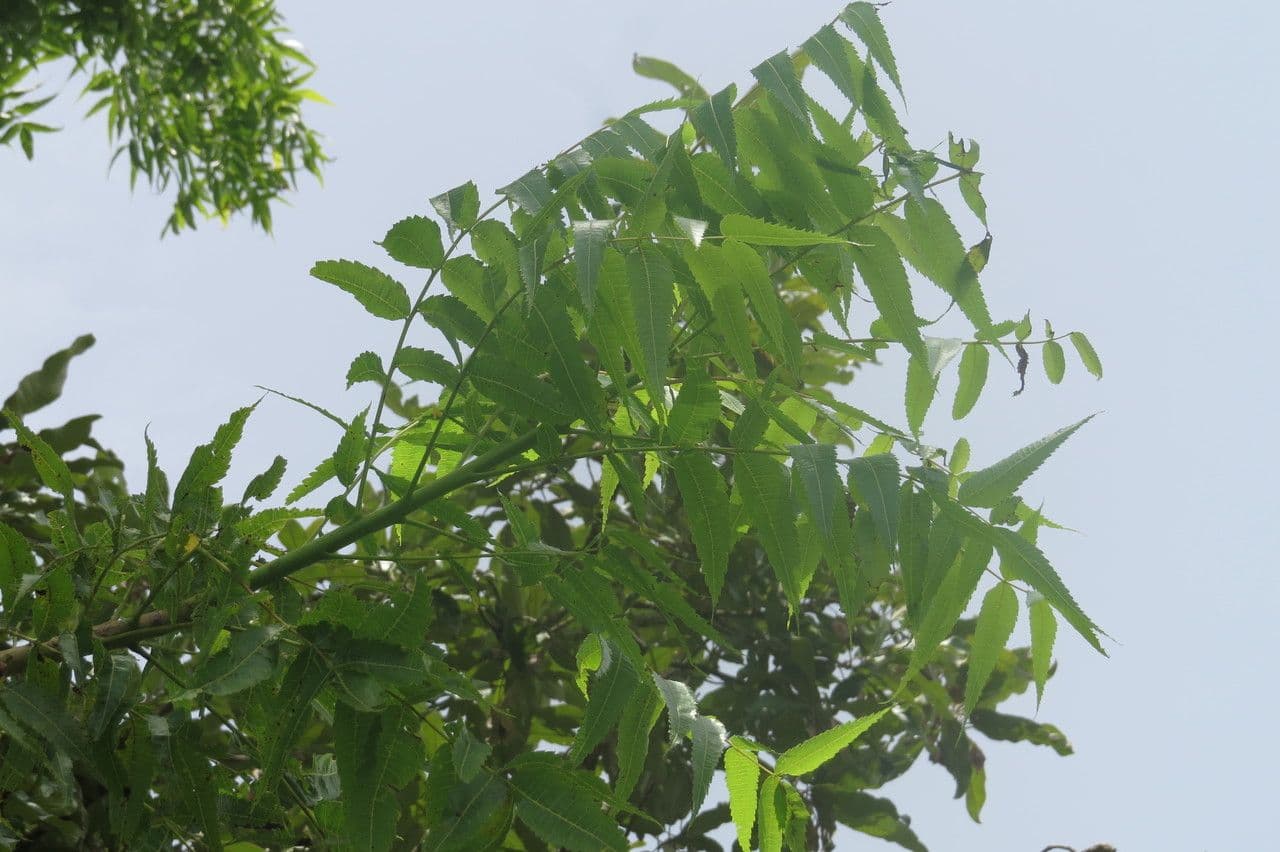 Boswellia dalzielii
