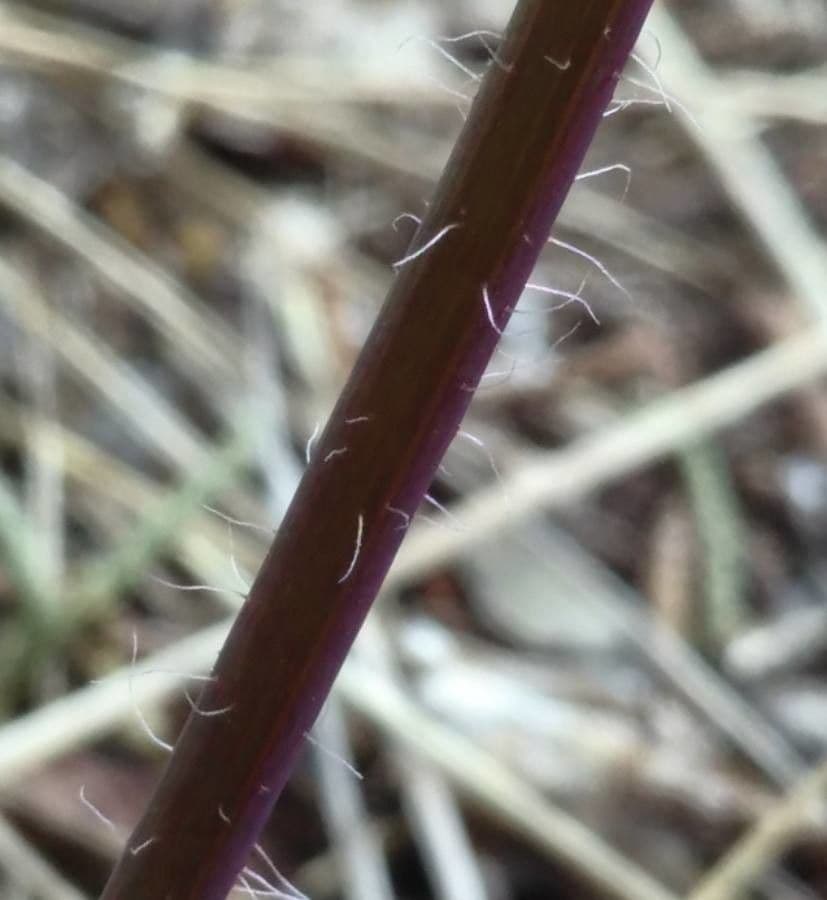 Frühblühendes Habichtskraut 19