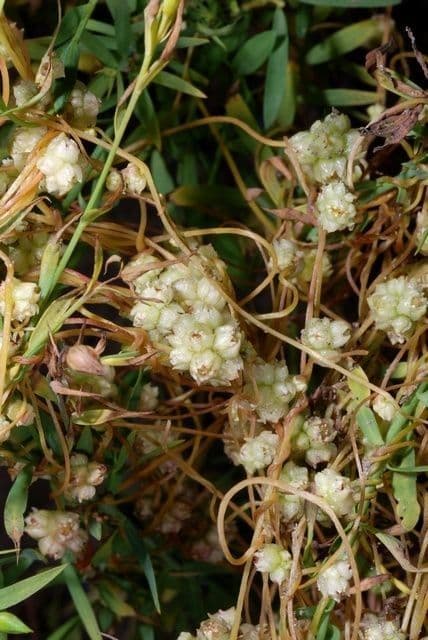 Cuscuta del lino