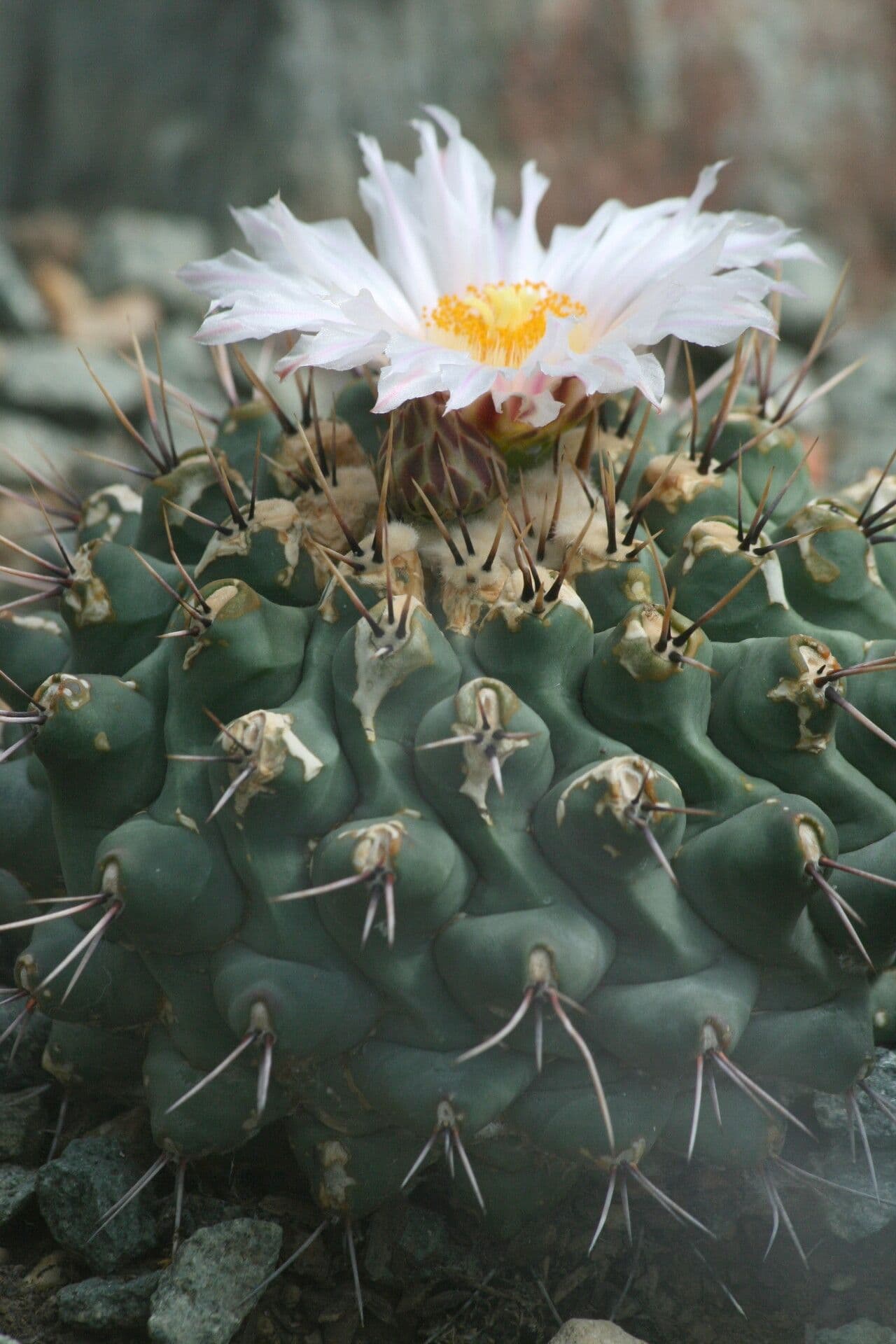 Thelocactus