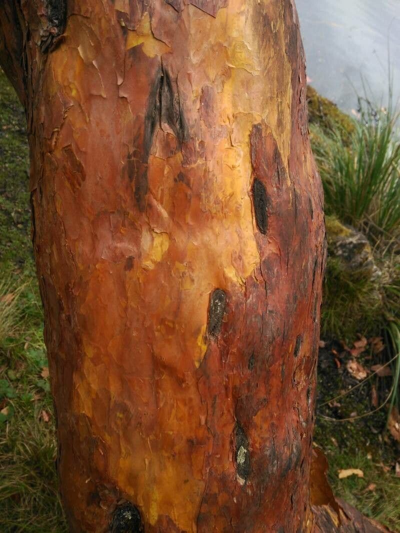 Polylepis sericea 9