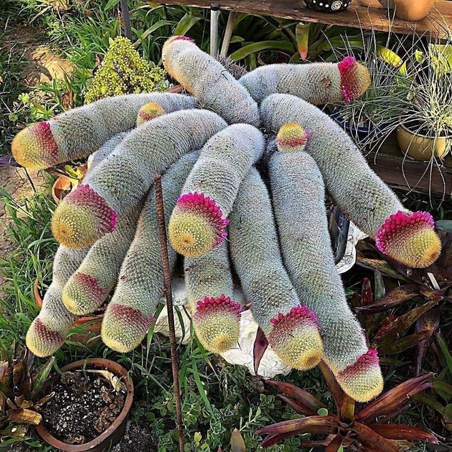 Mammillaria 20