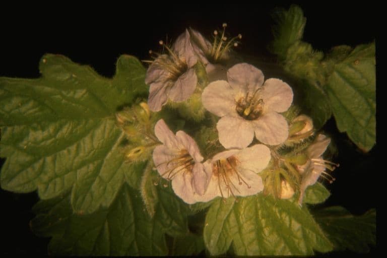 Facelia Bolandera 6