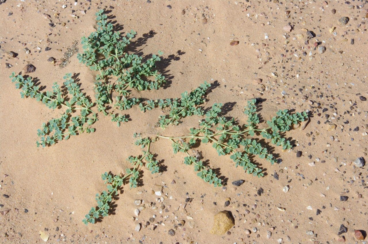 Seetzenia 8