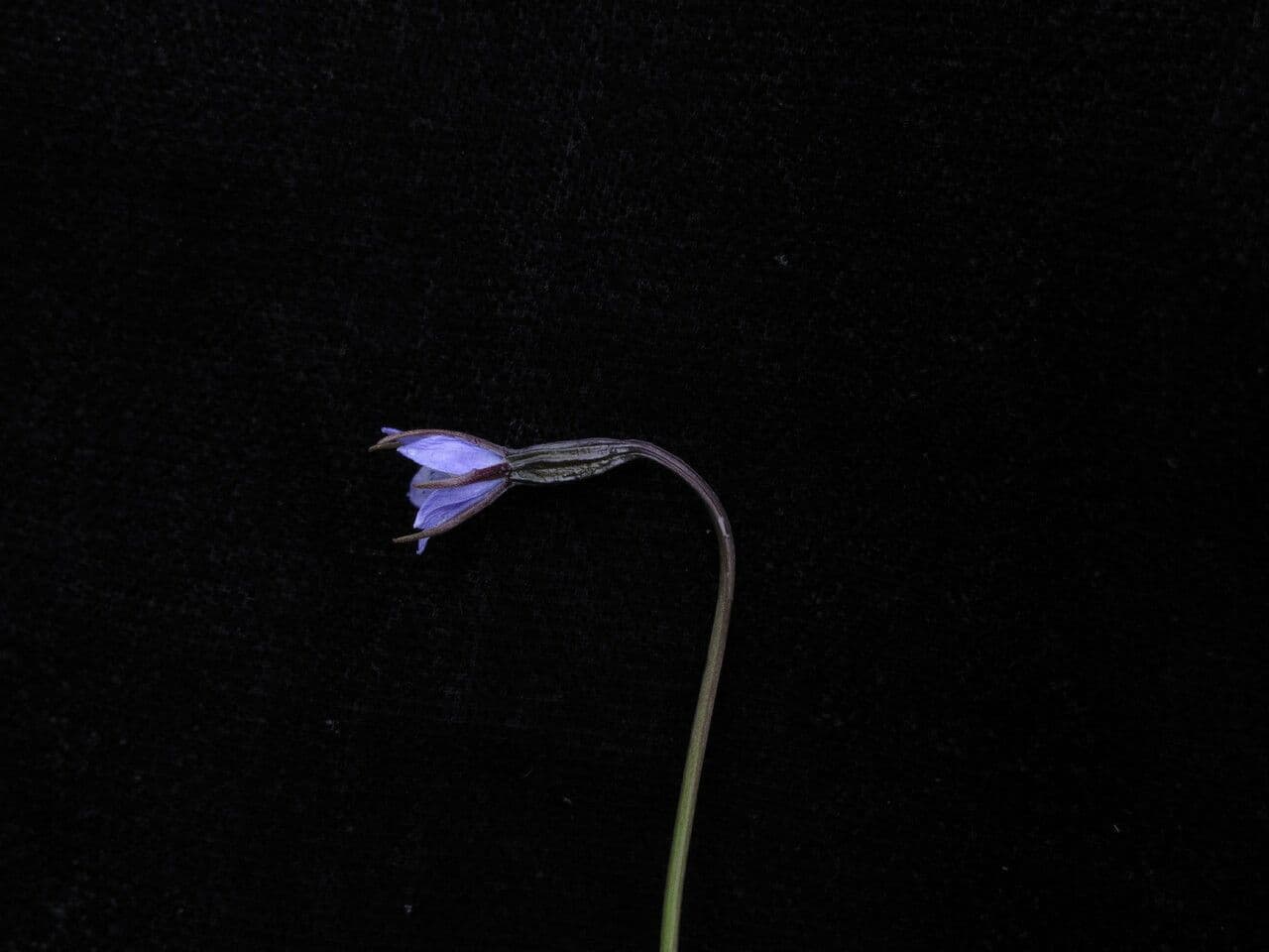 Campanula 5