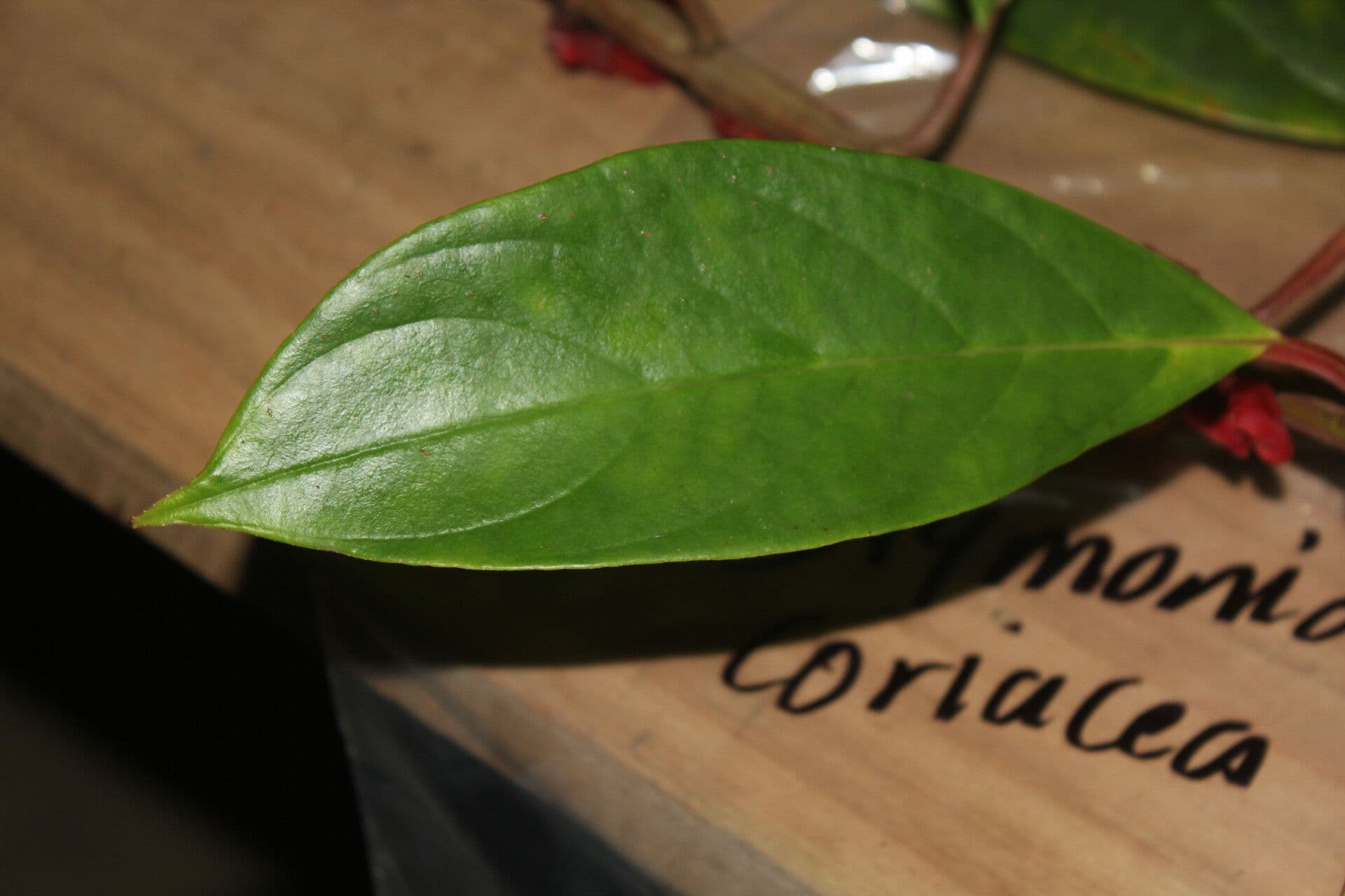 Drymonia coriacea 9