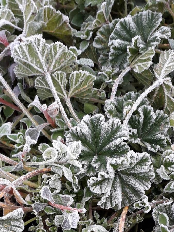 Malva selvatica 19