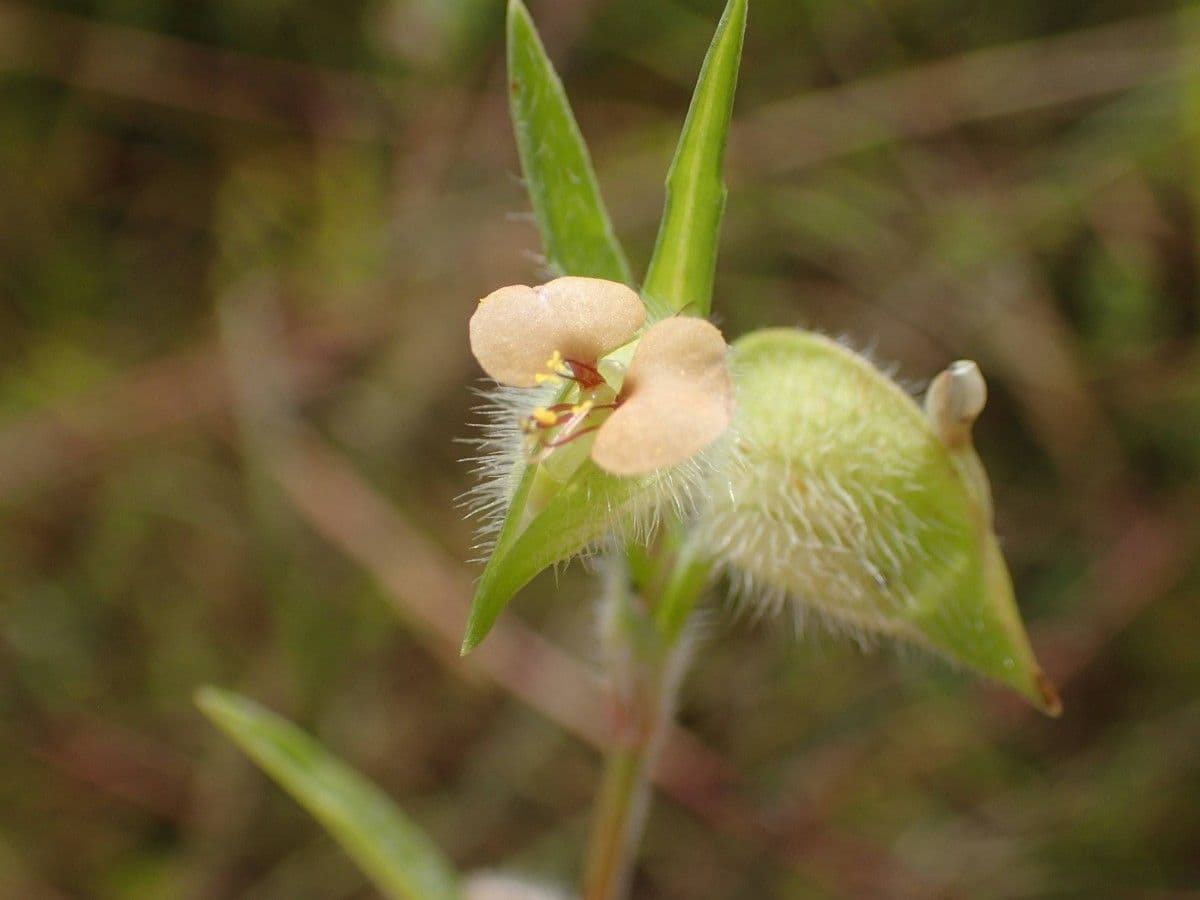 Commelina africana 2
