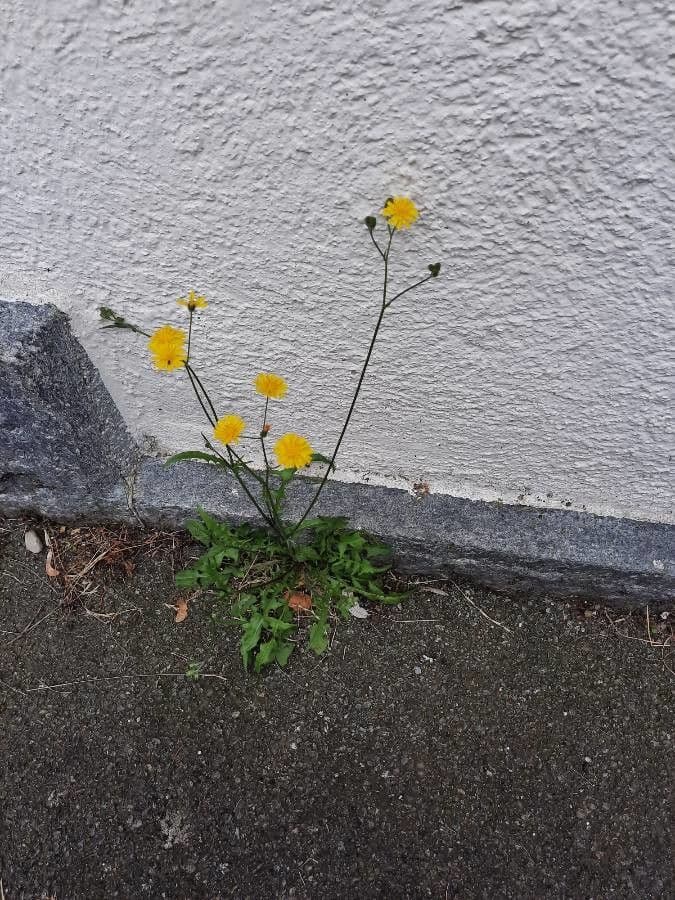 Radicchiella capillare 12
