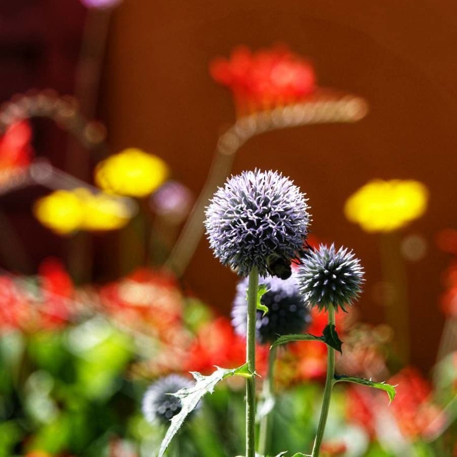 Great globe thistle 7
