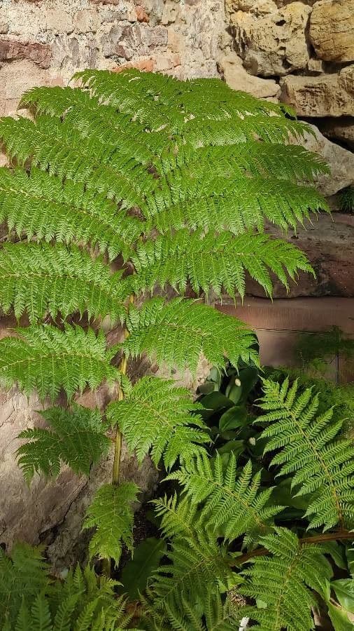 Cyathea 2