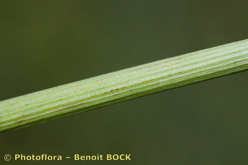 Giunco conglomerato 22