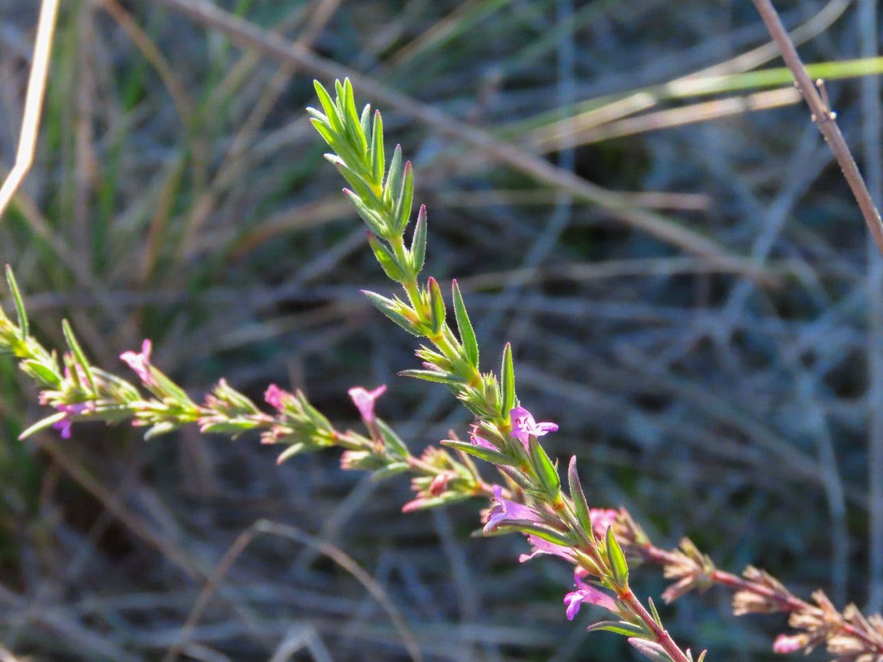 Micromeria greca 8