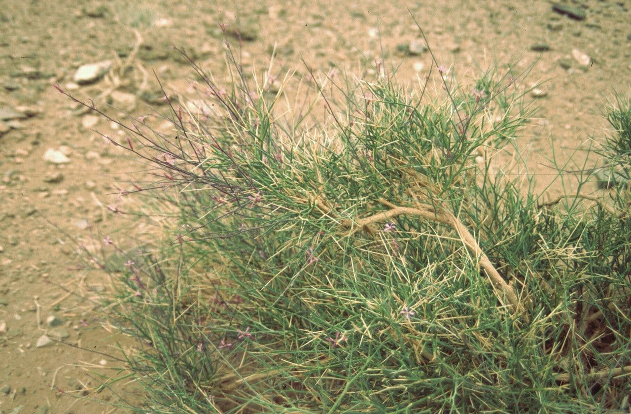 Foleyola