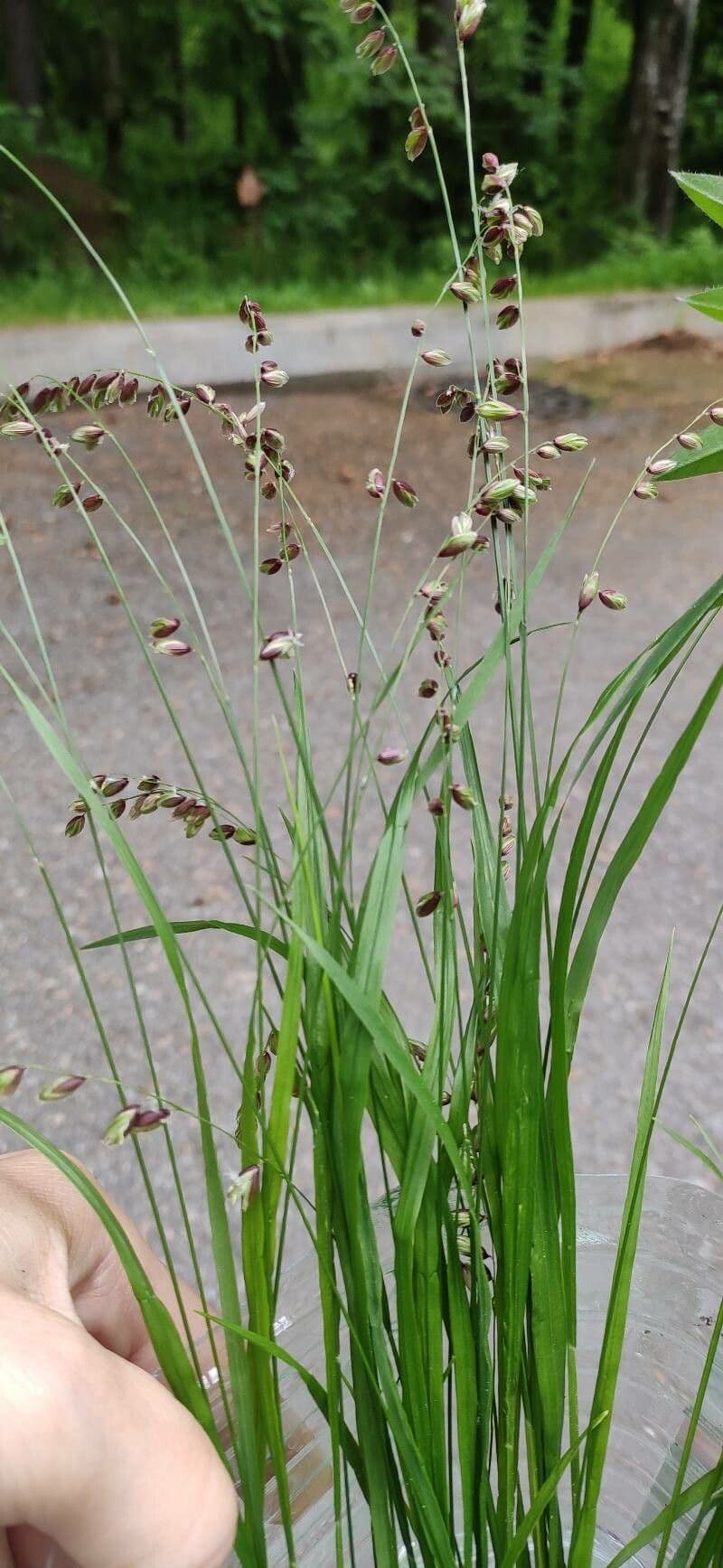Erba perla pendula 20