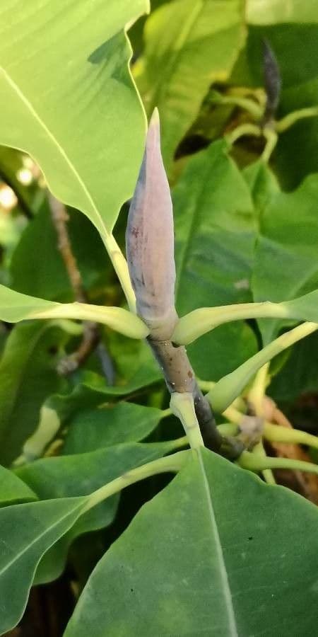 Magnolia a ombrello 26