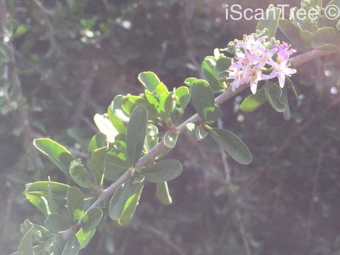 Ehretia rigida 4