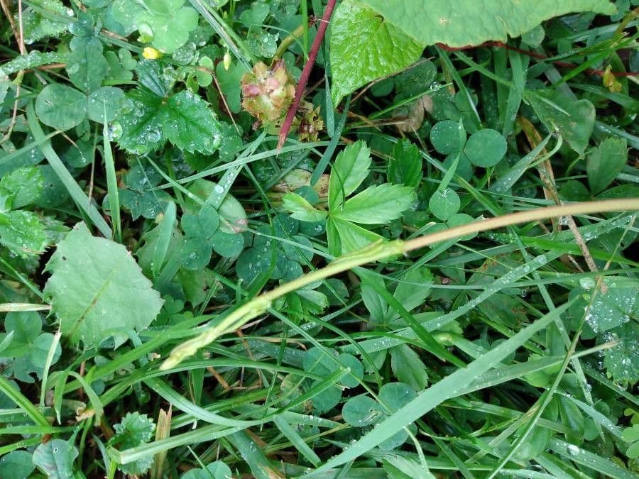 Antigonon leptopus 24