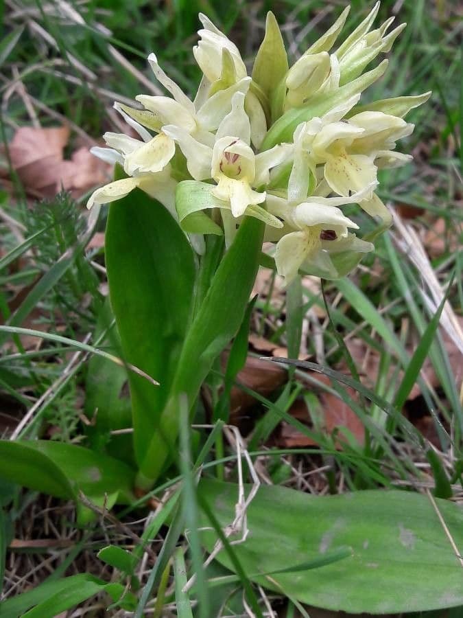 Orchidea sambucina 15