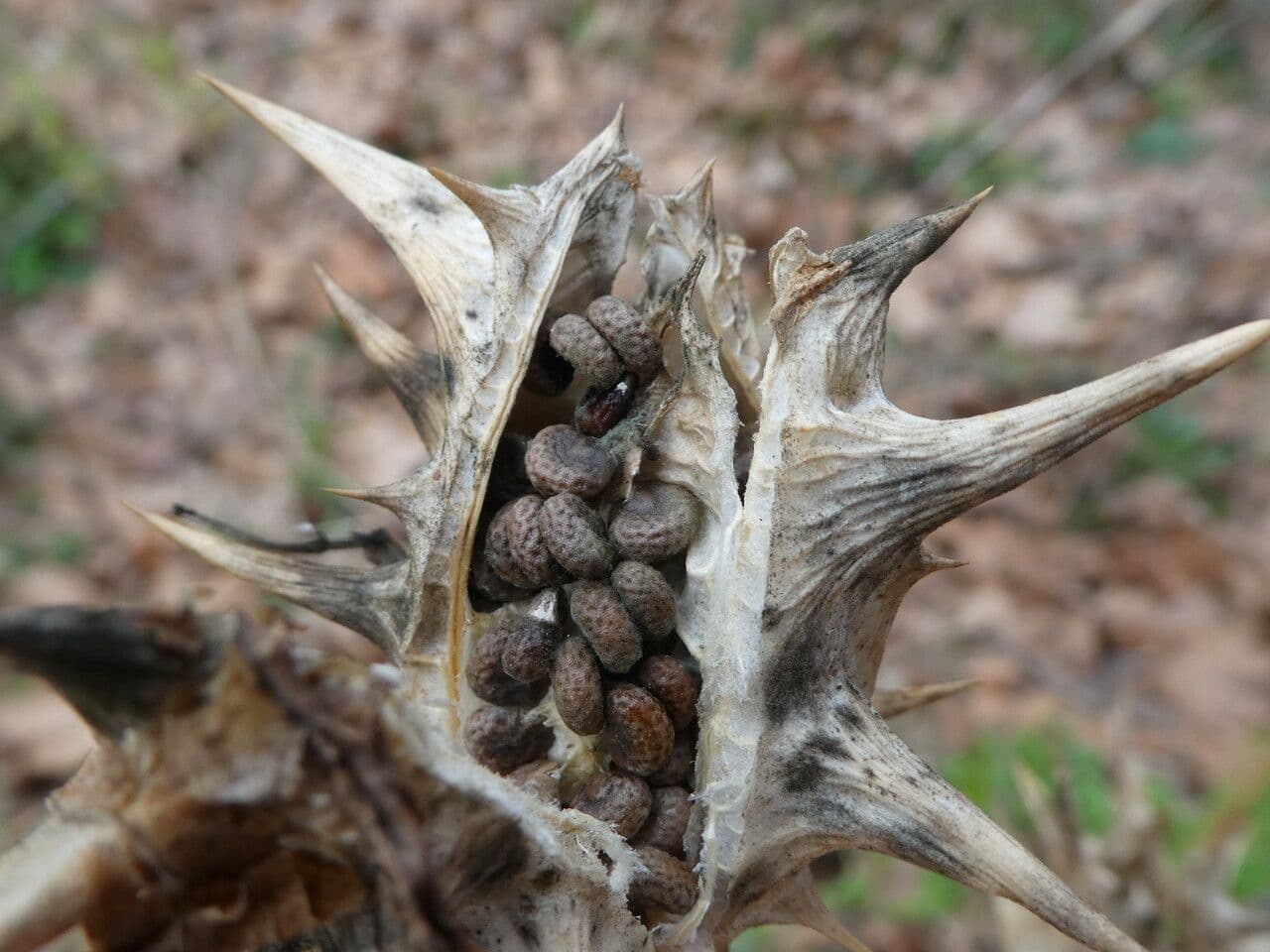 Datura