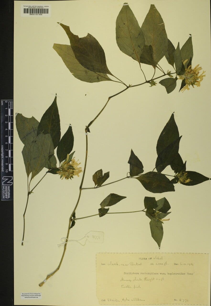 Dicliptera 13