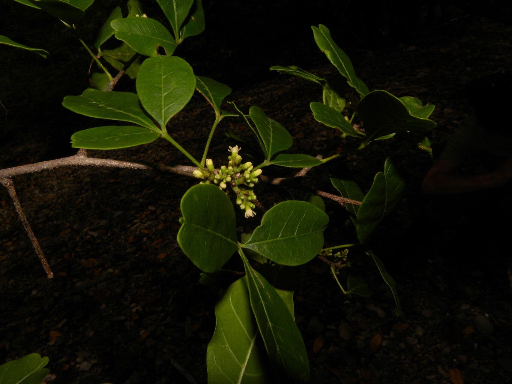 Trichilia 8