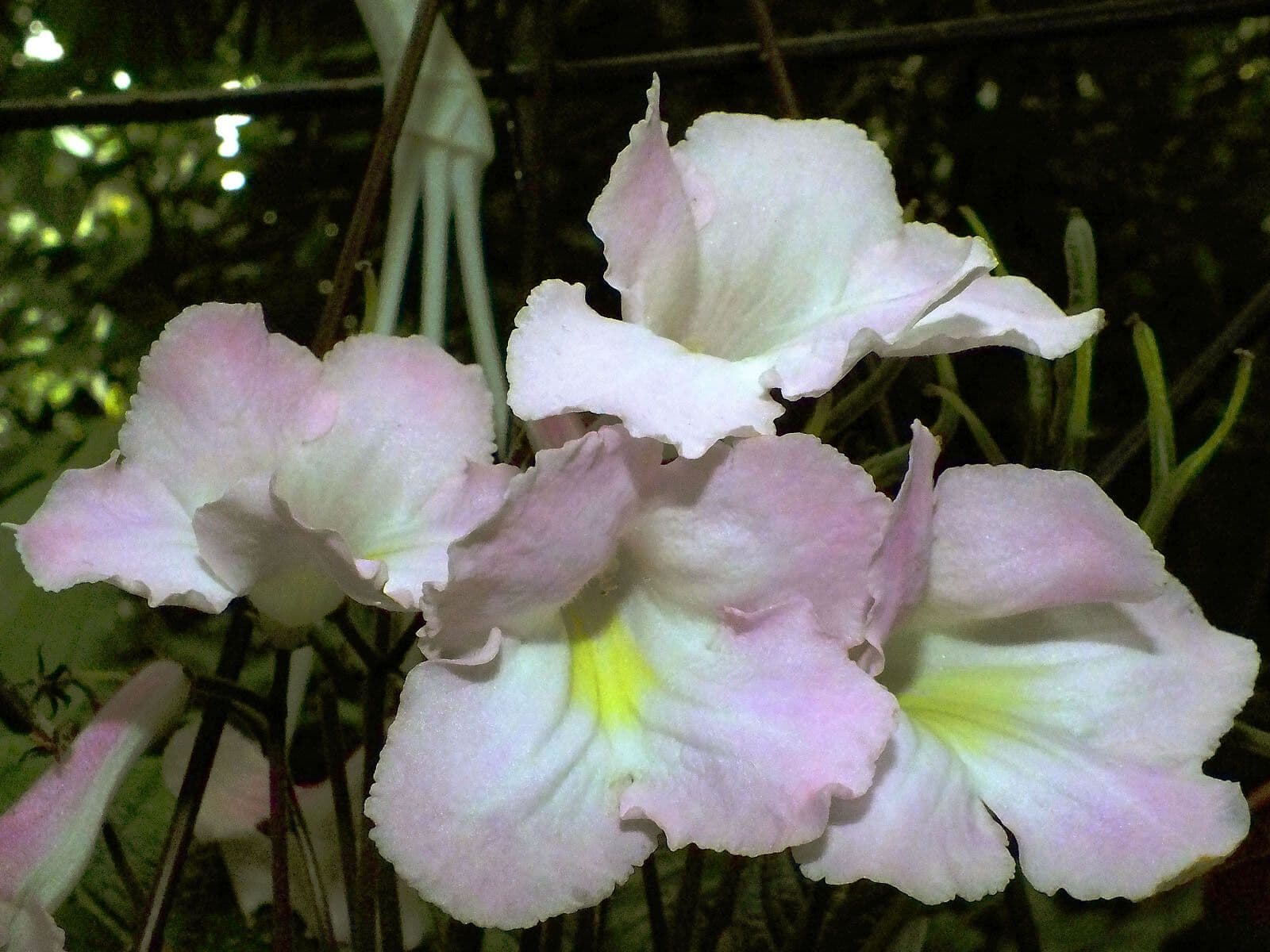 Streptocarpus
