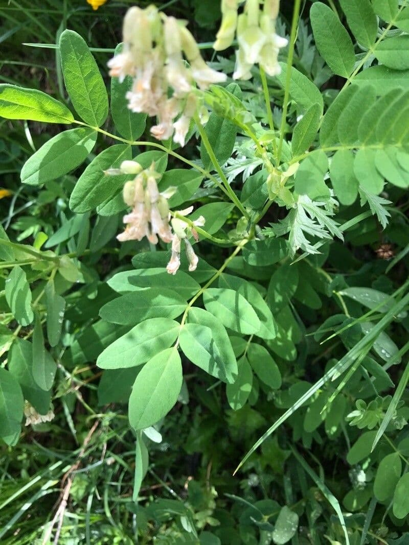 Astragalo 13