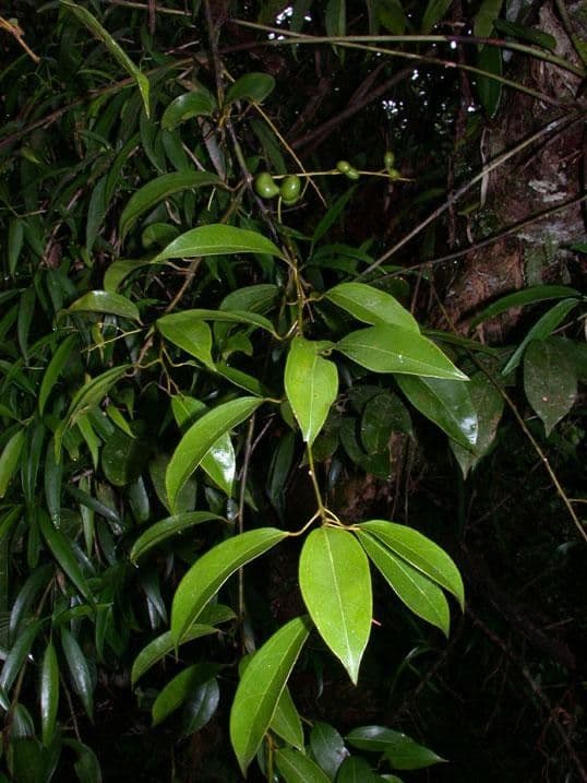 Anomospermum reticulatum 6