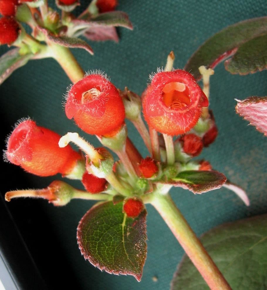 Kohleria spicata 3