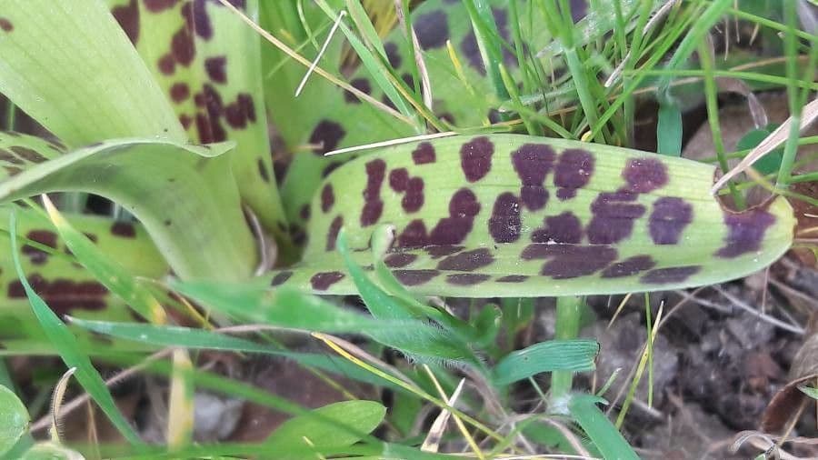 Stattliches Knabenkraut 19