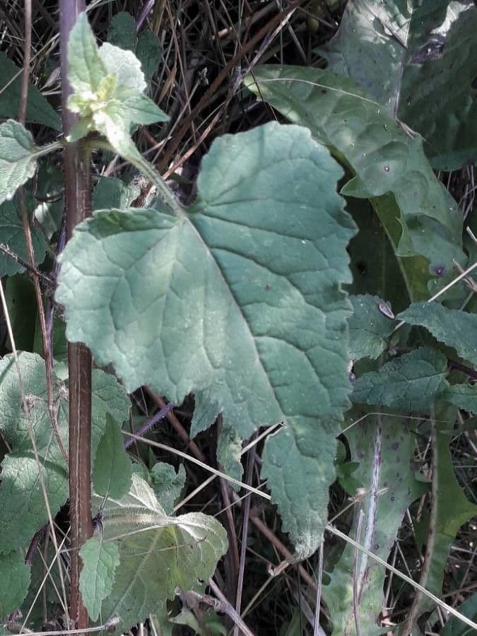Nesselblättrige Glockenblume 17