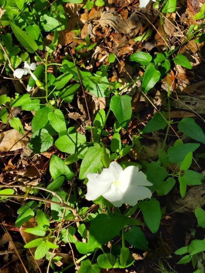 Thunbergia 14