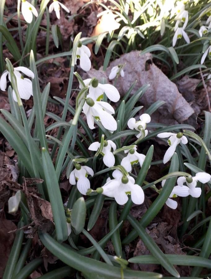 Sněženka podsněžník 6