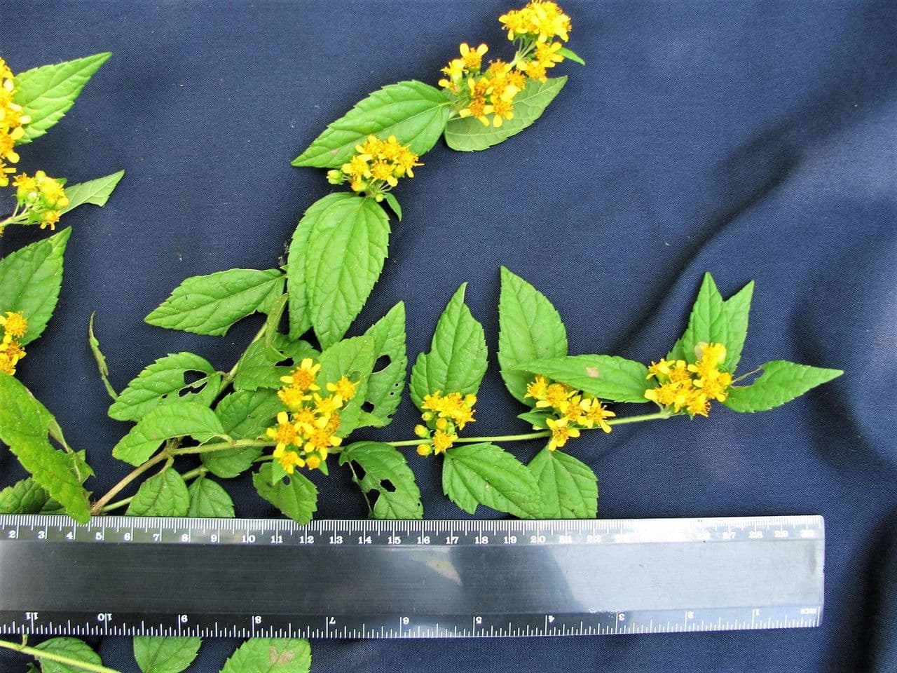 Calea urticifolia 10