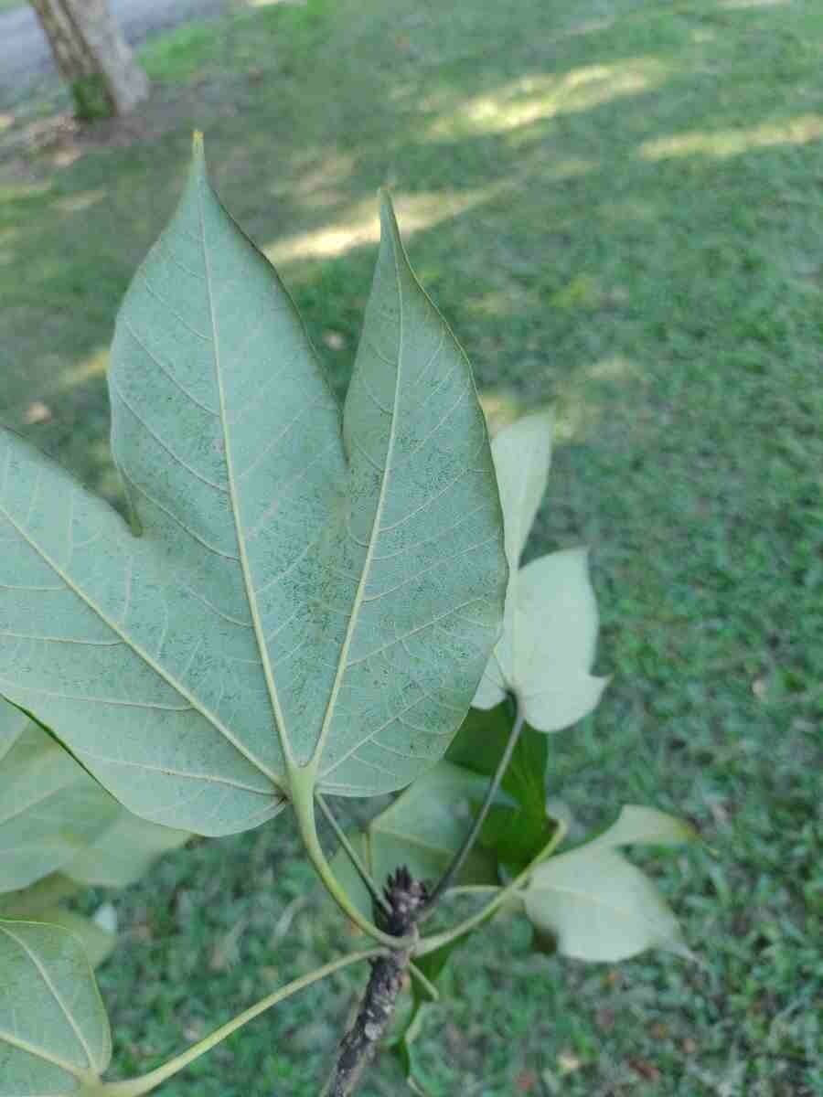 Sterkúlia bezkvetá 14