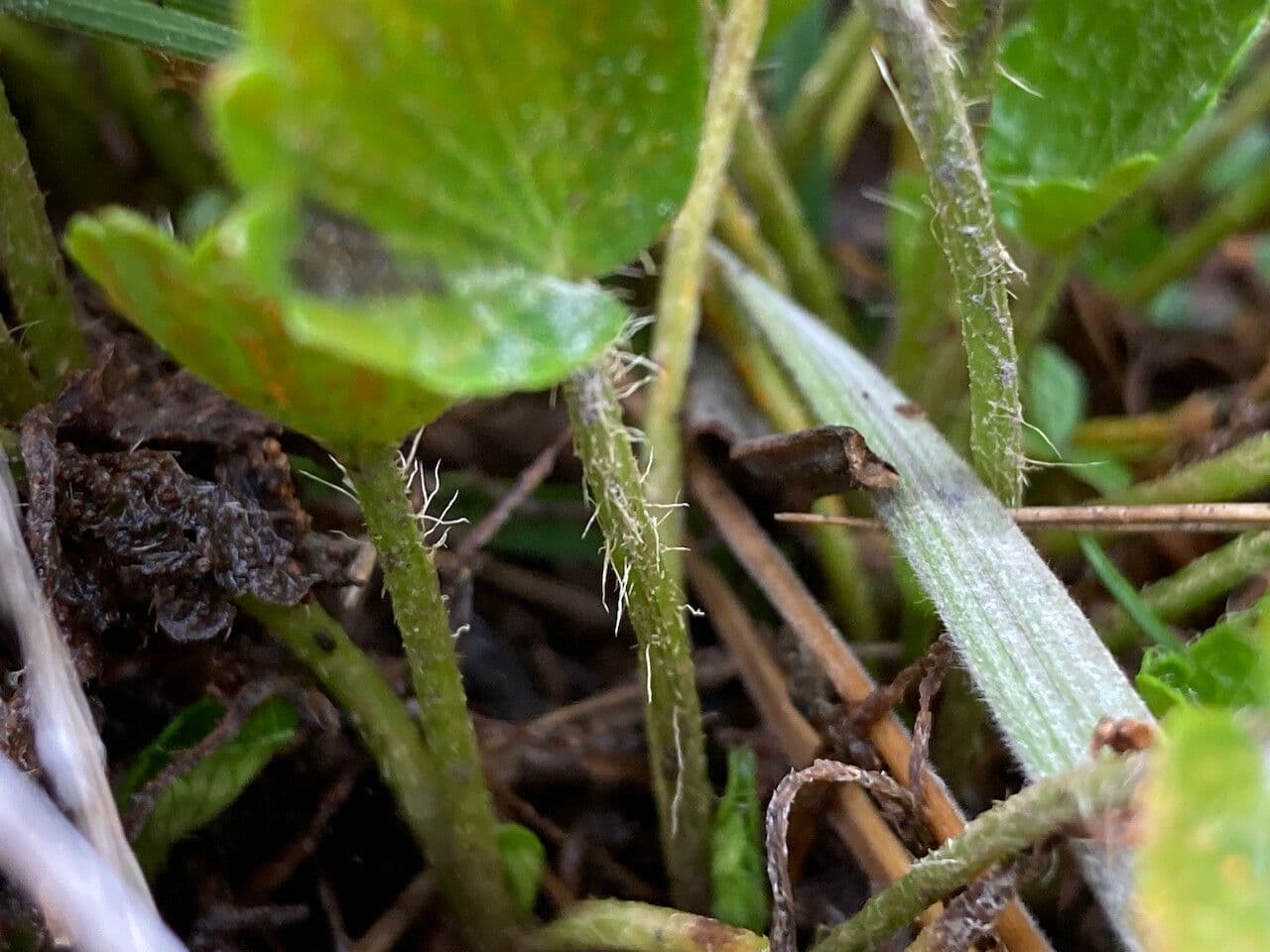 Azorella crenata 9
